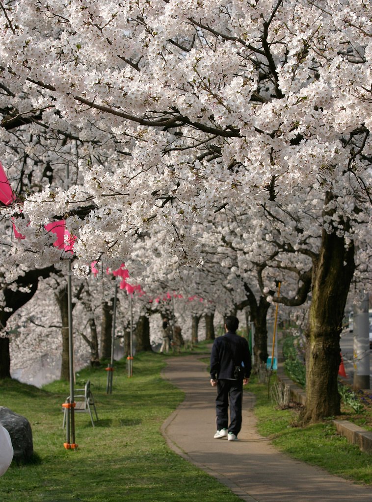 桜の回廊