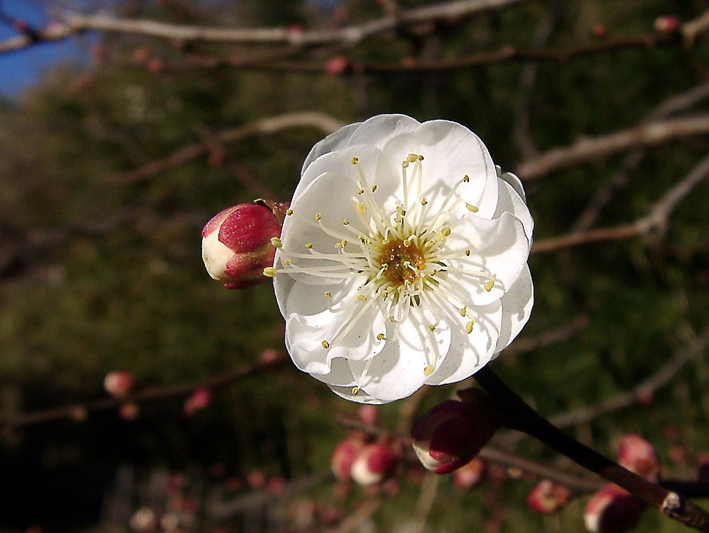 ●初春スケッチ-18 神代植物公園⑥