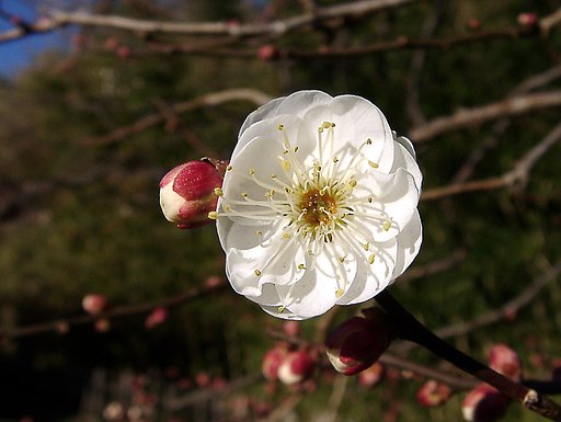 ●初春スケッチ-18 神代植物公園⑥