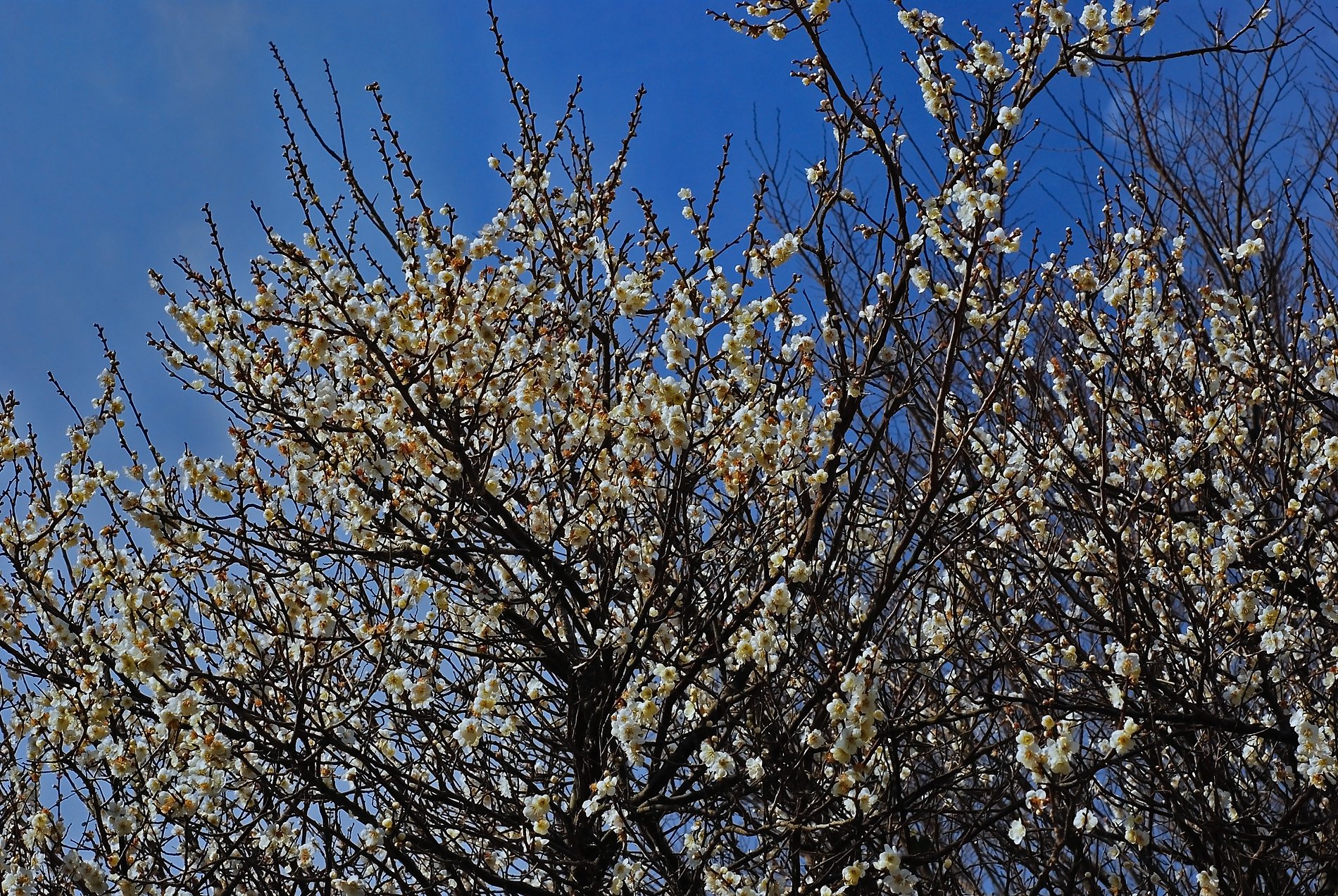 梅花爛漫
