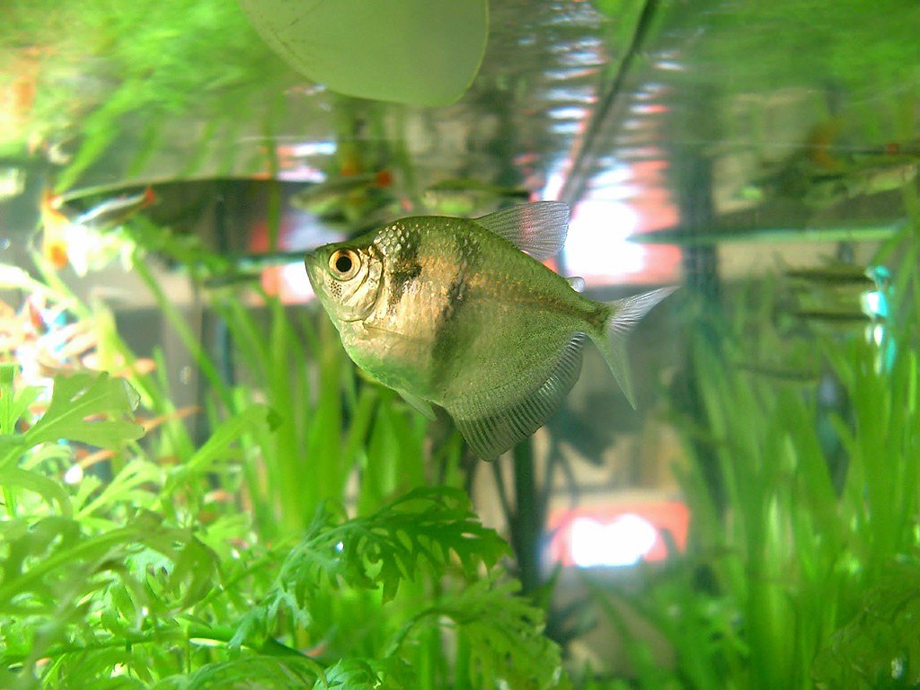 熱帯魚その2