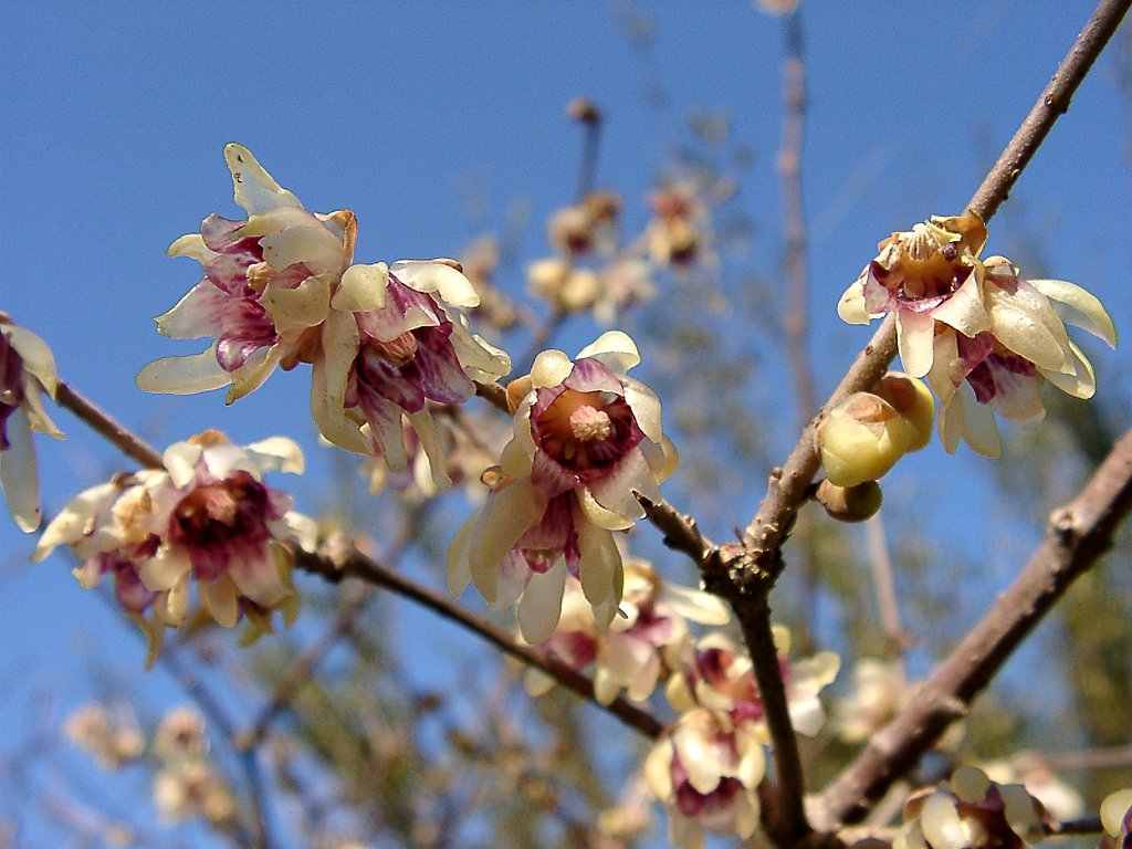 ●初春スケッチ-22 神代植物公園⑩