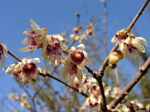 ●初春スケッチ-22 神代植物公園⑩