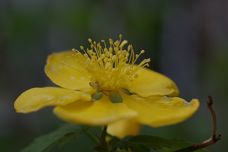 ＳＩＧＭＡ５０ｍｍマクロ習作２