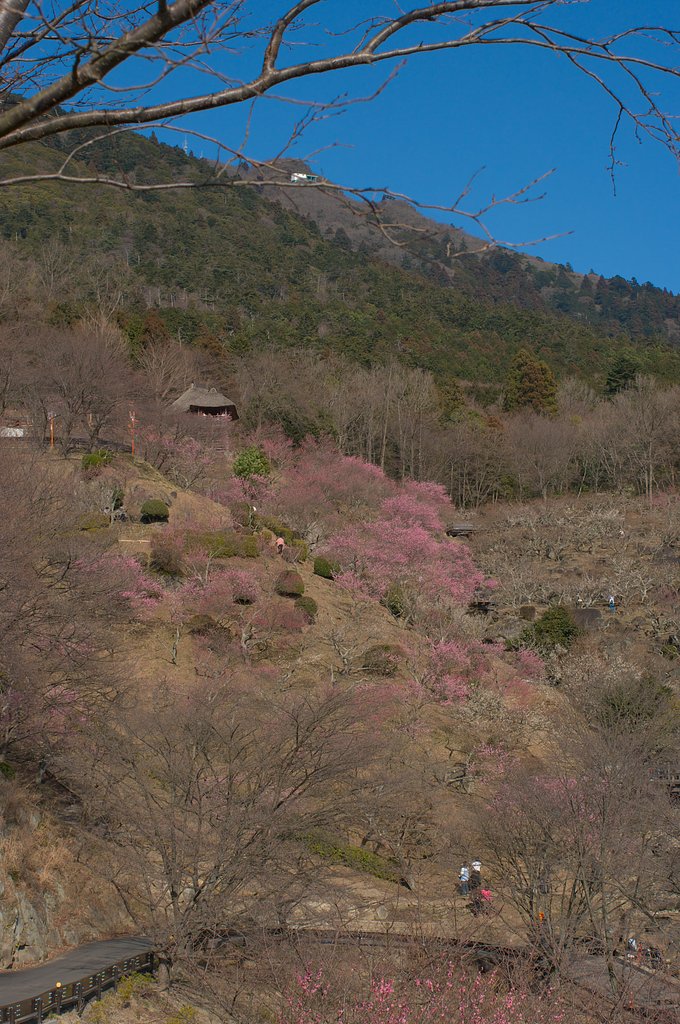 梅林・・・
