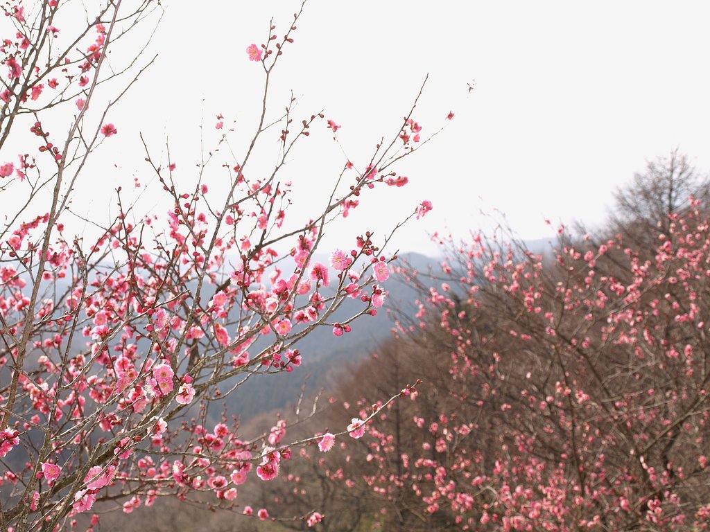 山の上にも春
