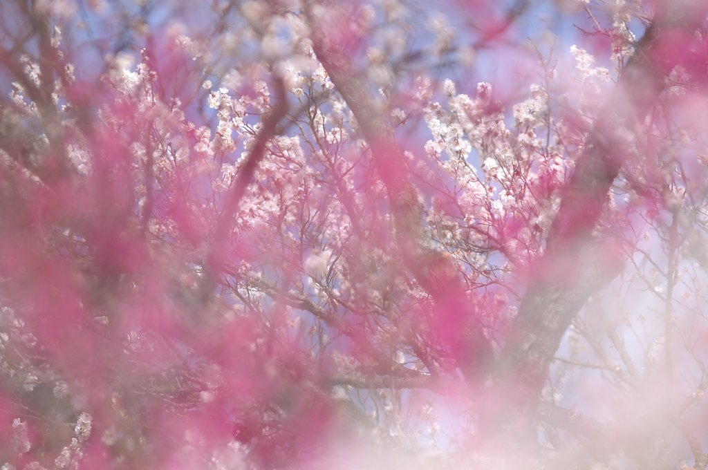 春、芳しく・・・