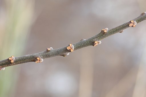 【自然】栴檀の葉痕と腋芽