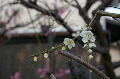 春の予感