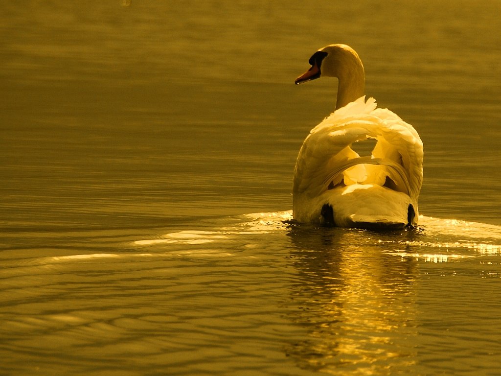 白鳥　山中湖