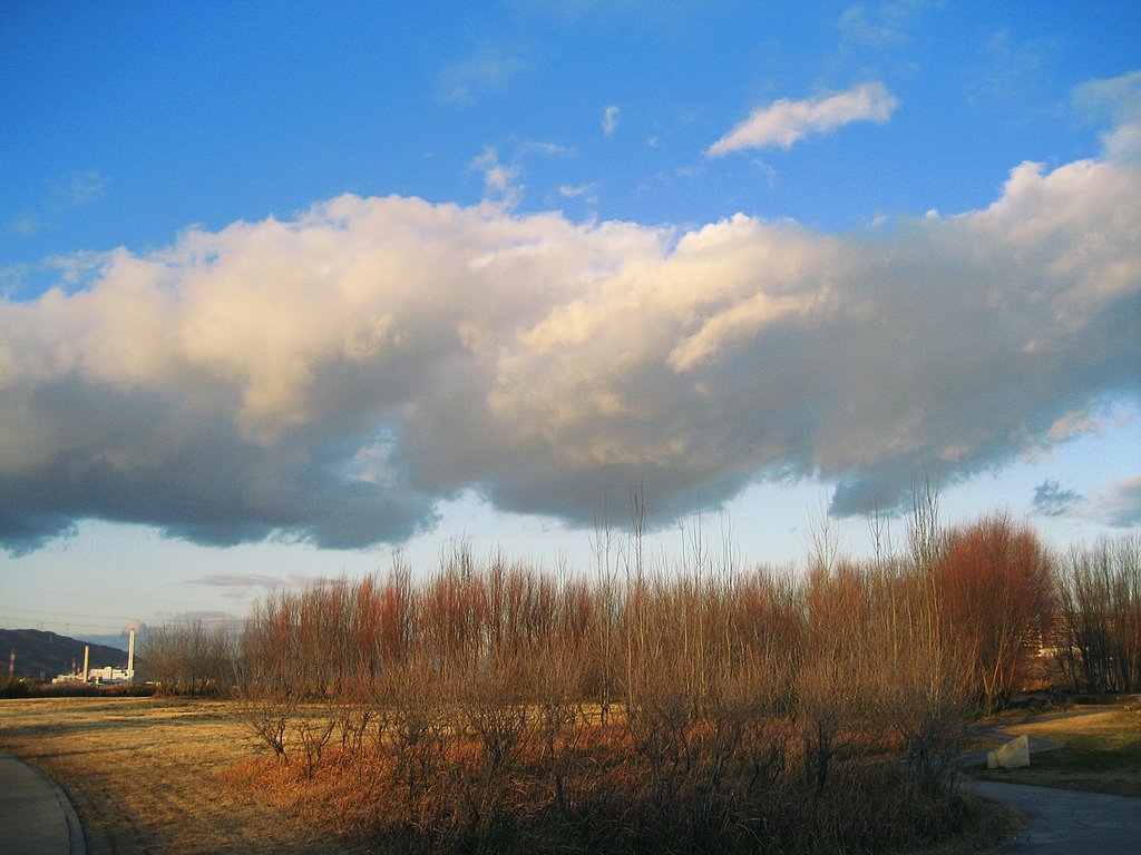 【2008】12月、夕陽に照らされた河川敷の森