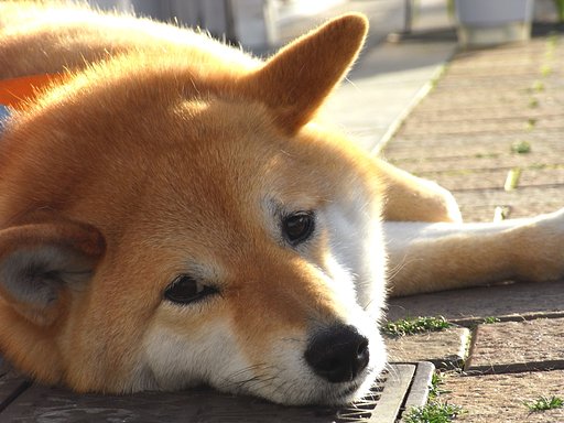 見あげるワン