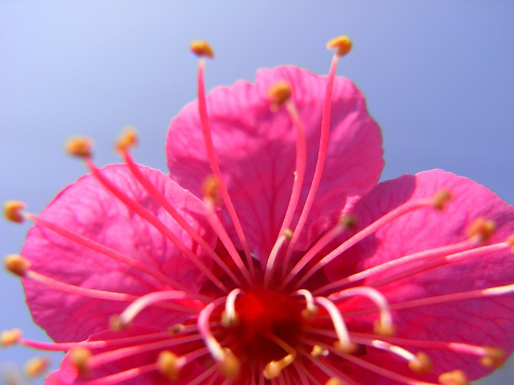 梅です