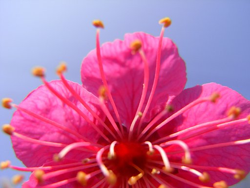 梅です