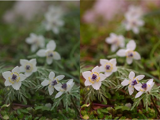 曇天の節分草を救済