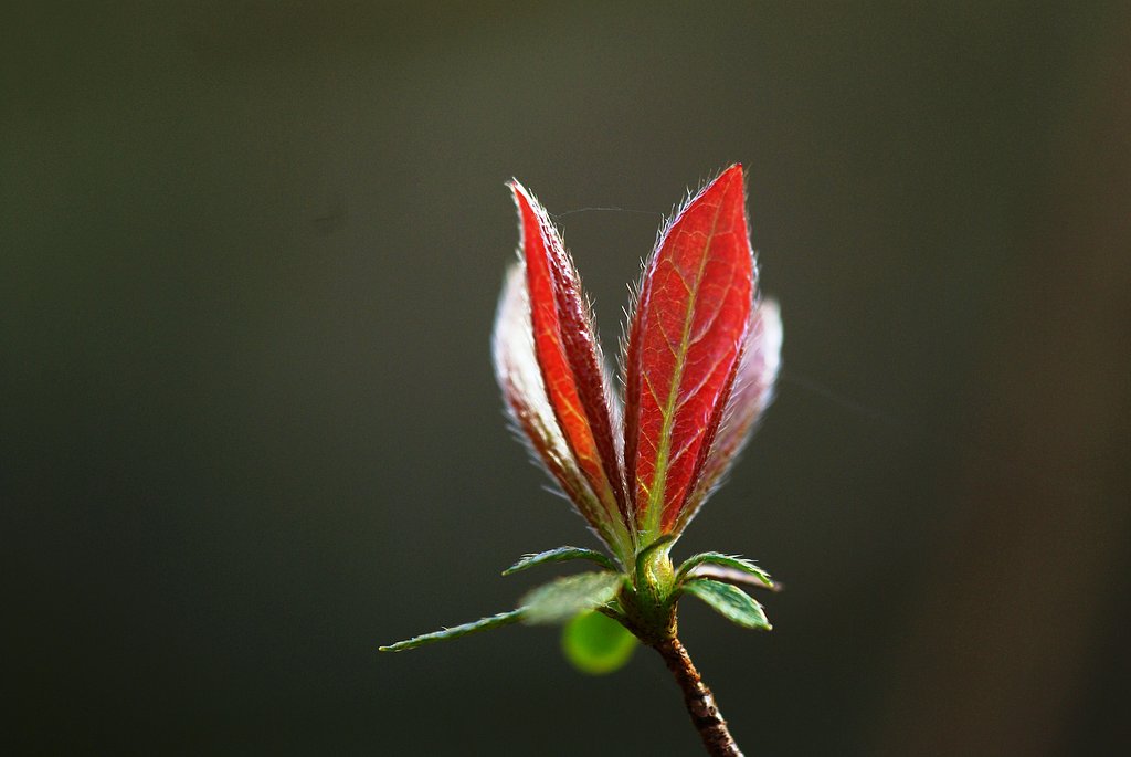 芽吹き