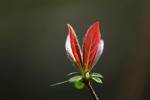 芽吹き