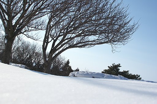 雪だぁ〜！