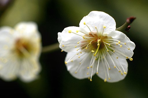 【自然】花暦