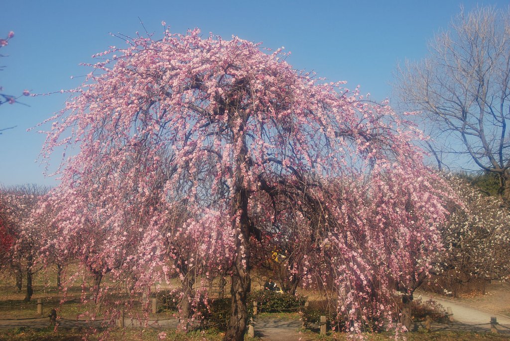 春爛漫