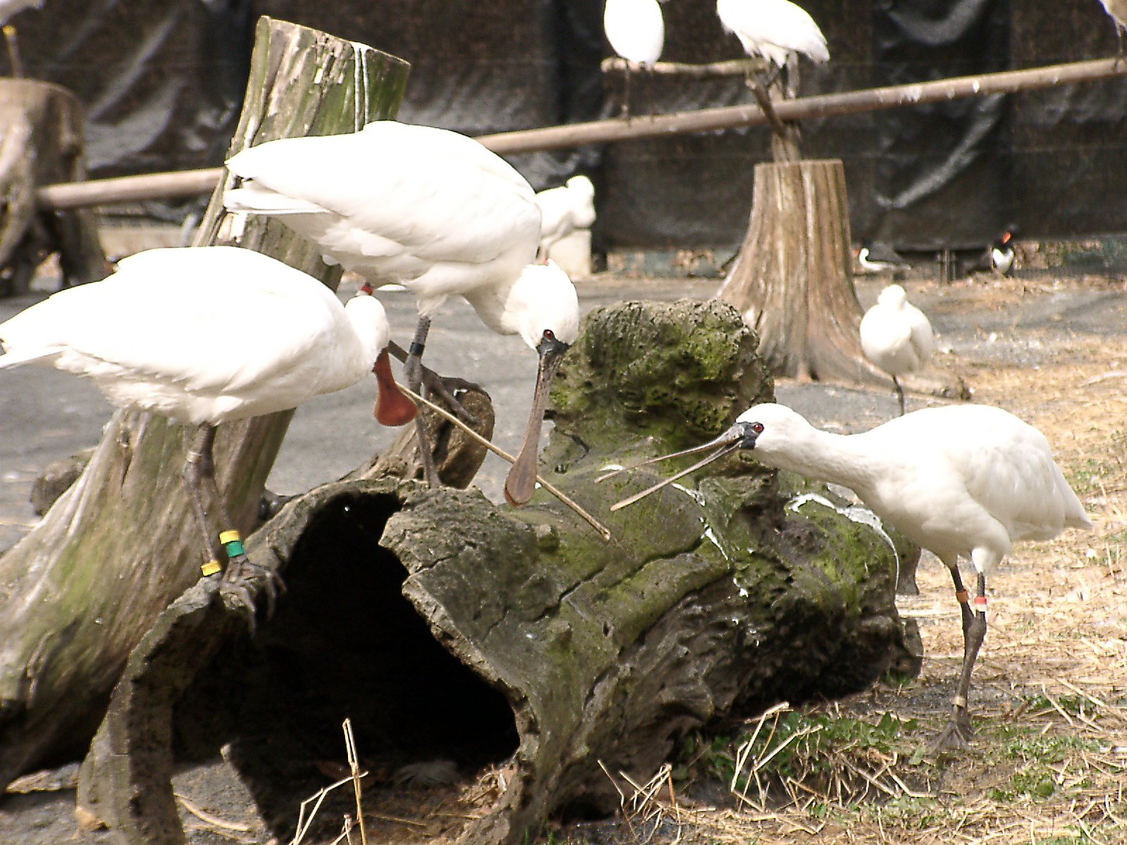 ◆冬の動物園から-13