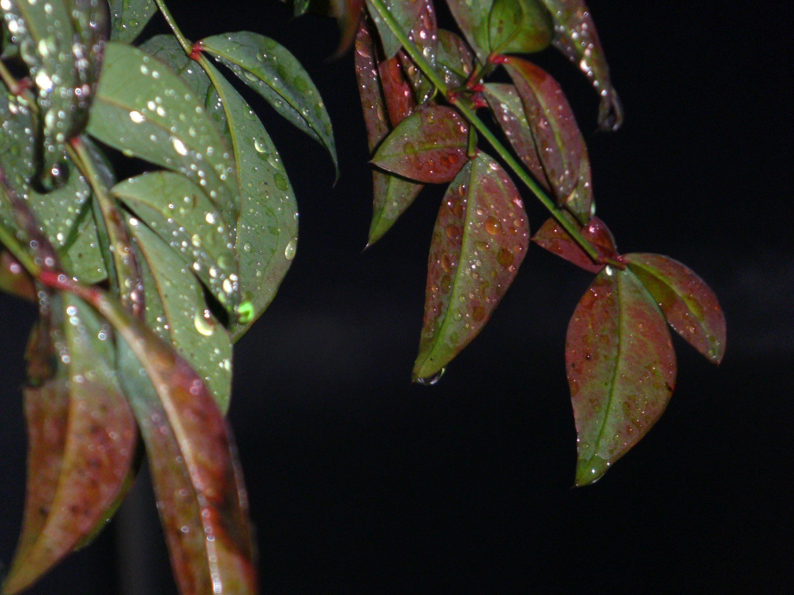 雨粒