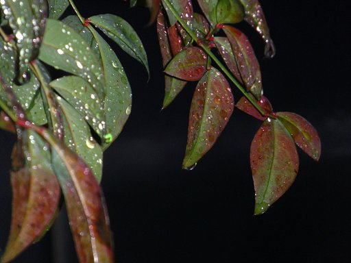 雨粒