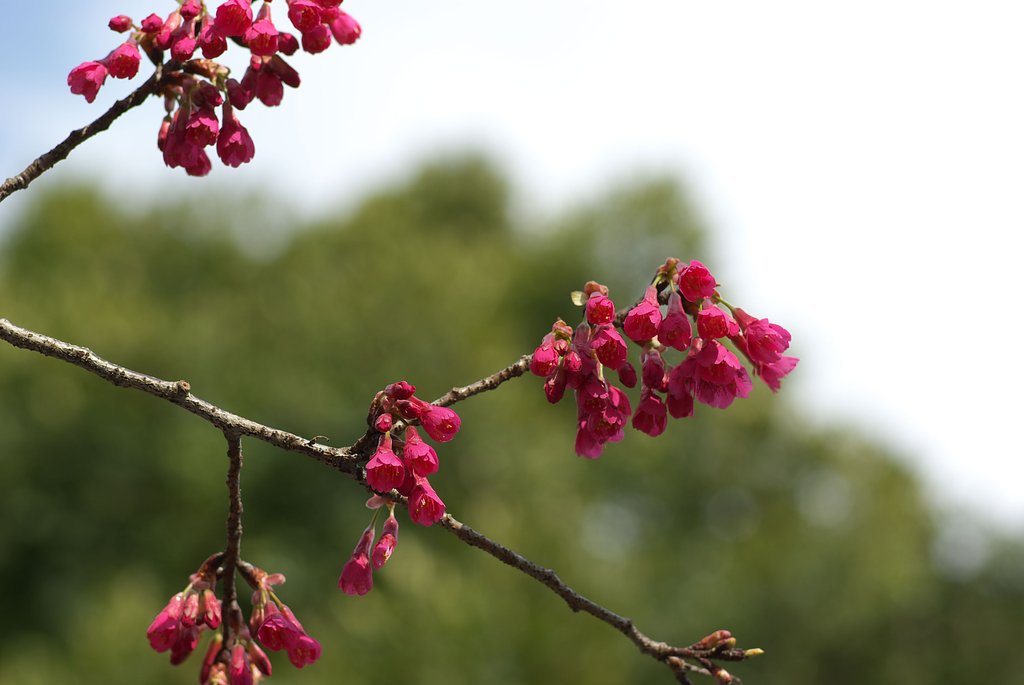 寒緋桜　開花しました