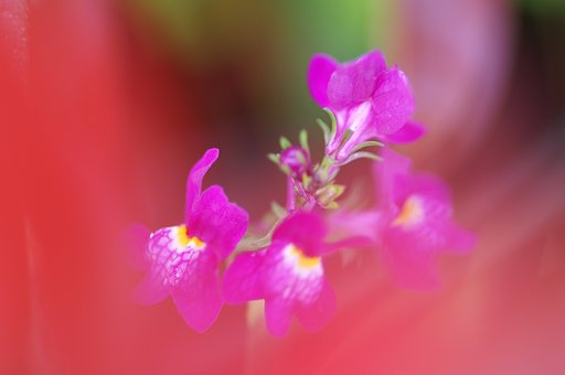 花燃ゆる