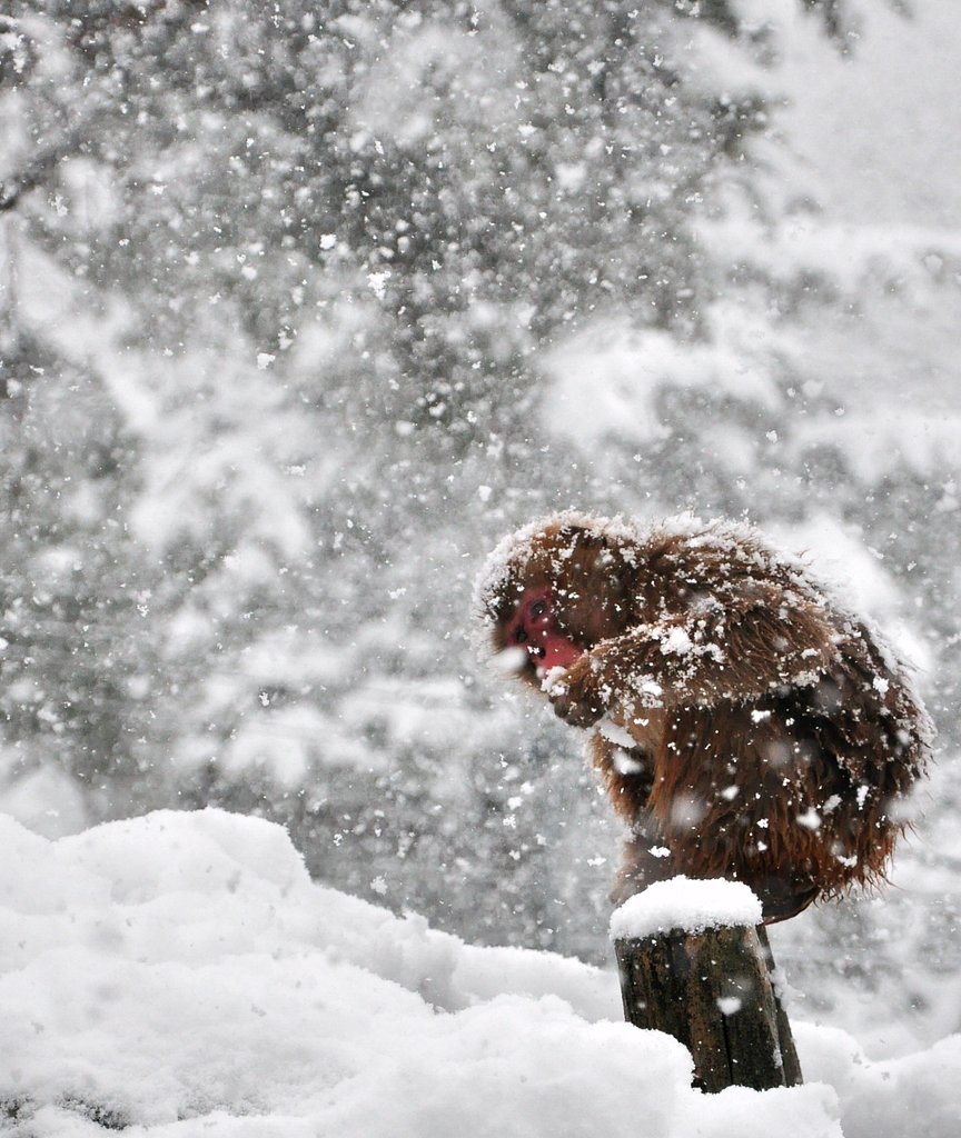 降りたての雪味