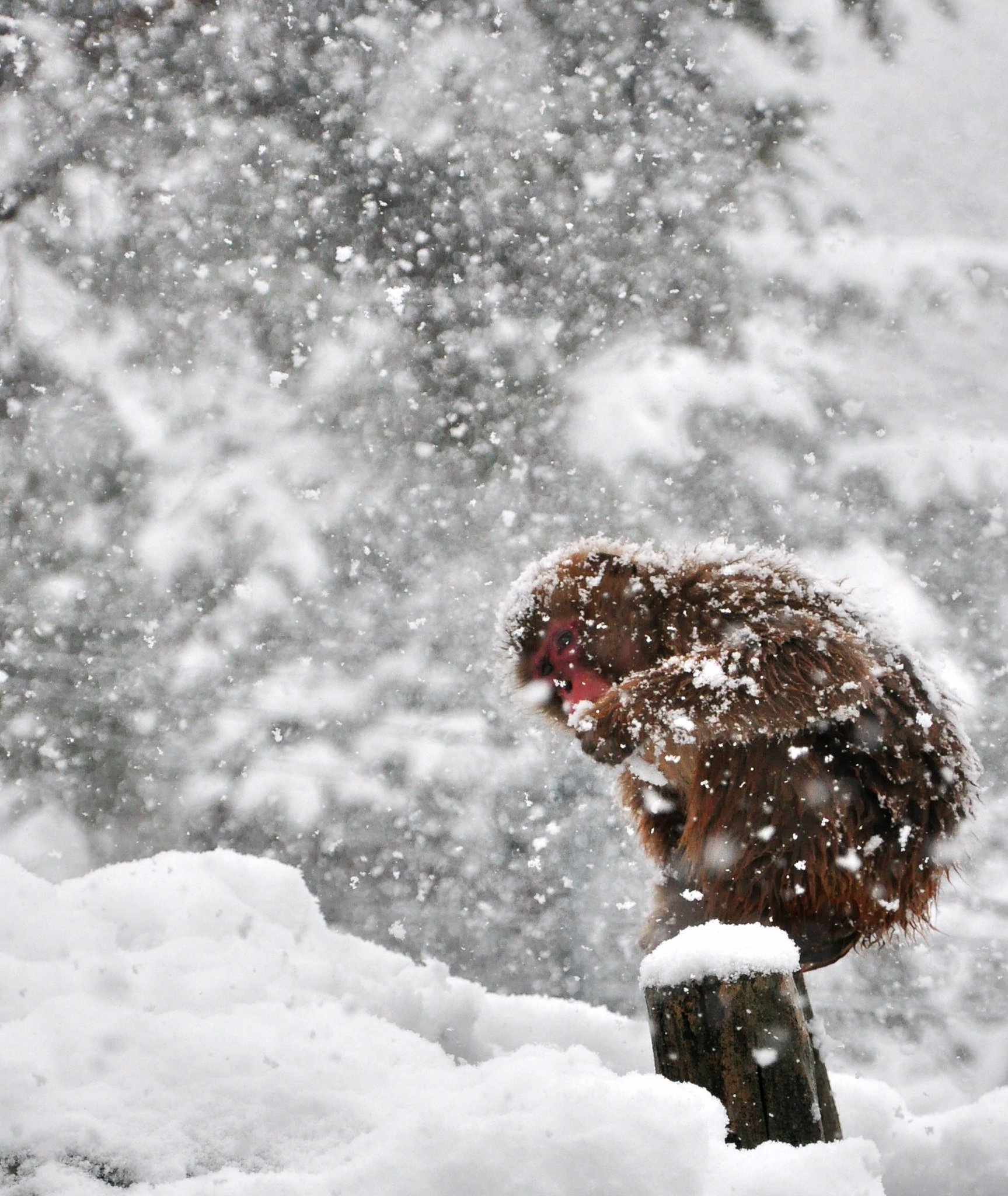 降りたての雪味