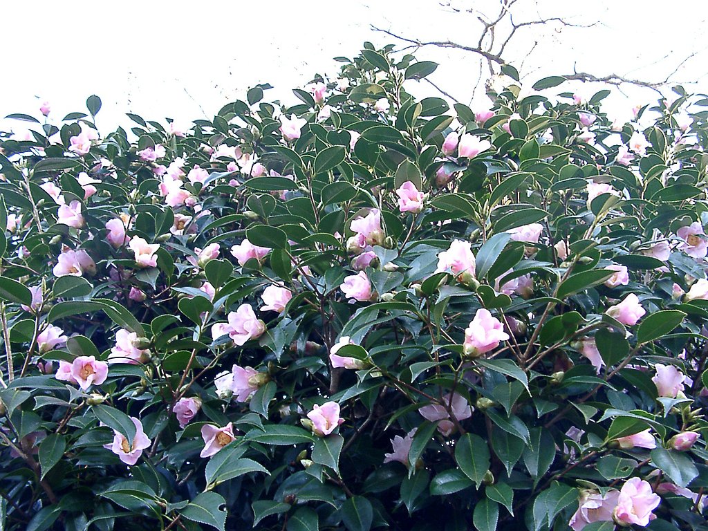 ●初春スケッチ-27 神代植物公園⑮