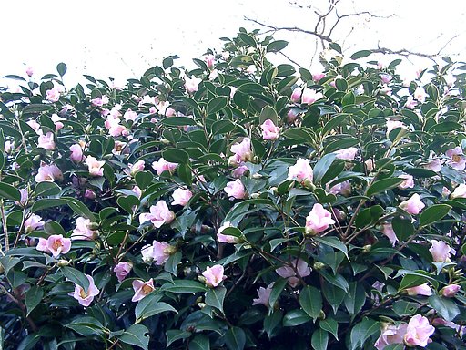 ●初春スケッチ-27 神代植物公園⑮