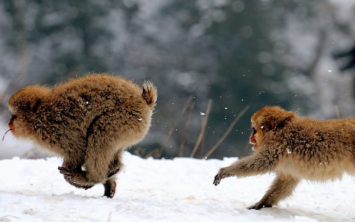 【ザ・ワールド】 Run, young monkey