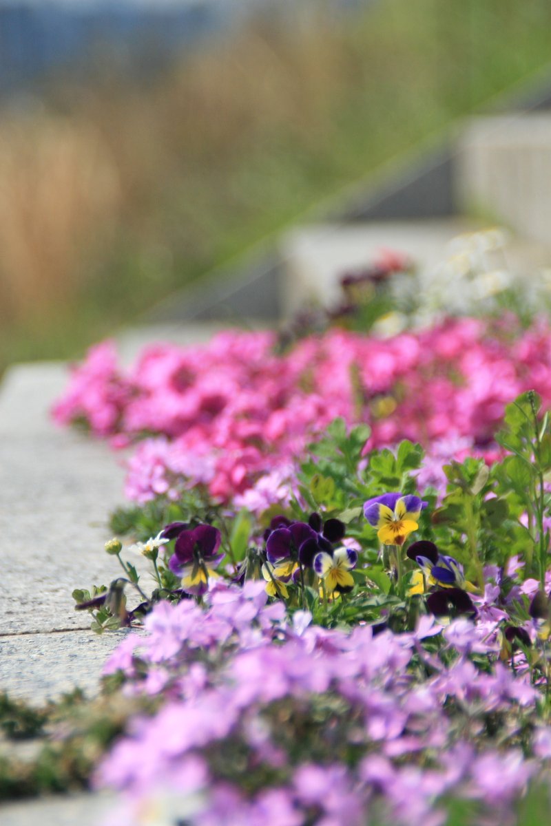 花の色にはもう悩まない！
