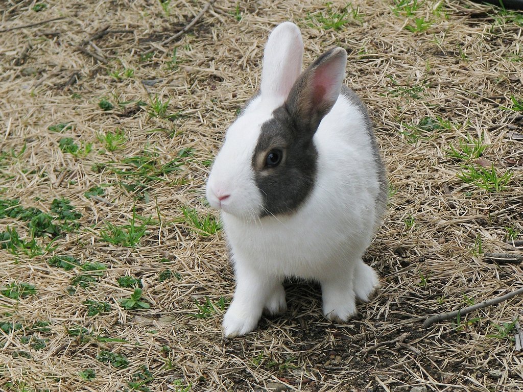 野良うさぎ