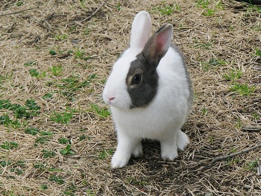 野良うさぎ