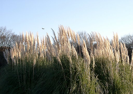 ●初春スケッチ-31 神代植物公園⑲