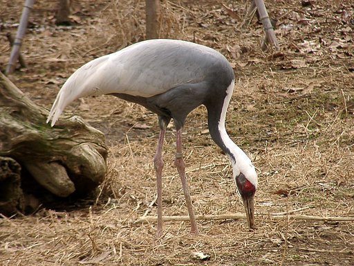 ◆冬の動物園から-20