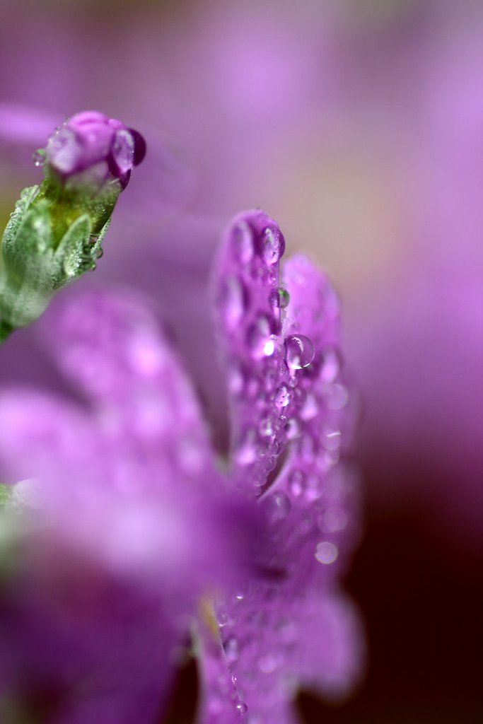 桜草＆雫