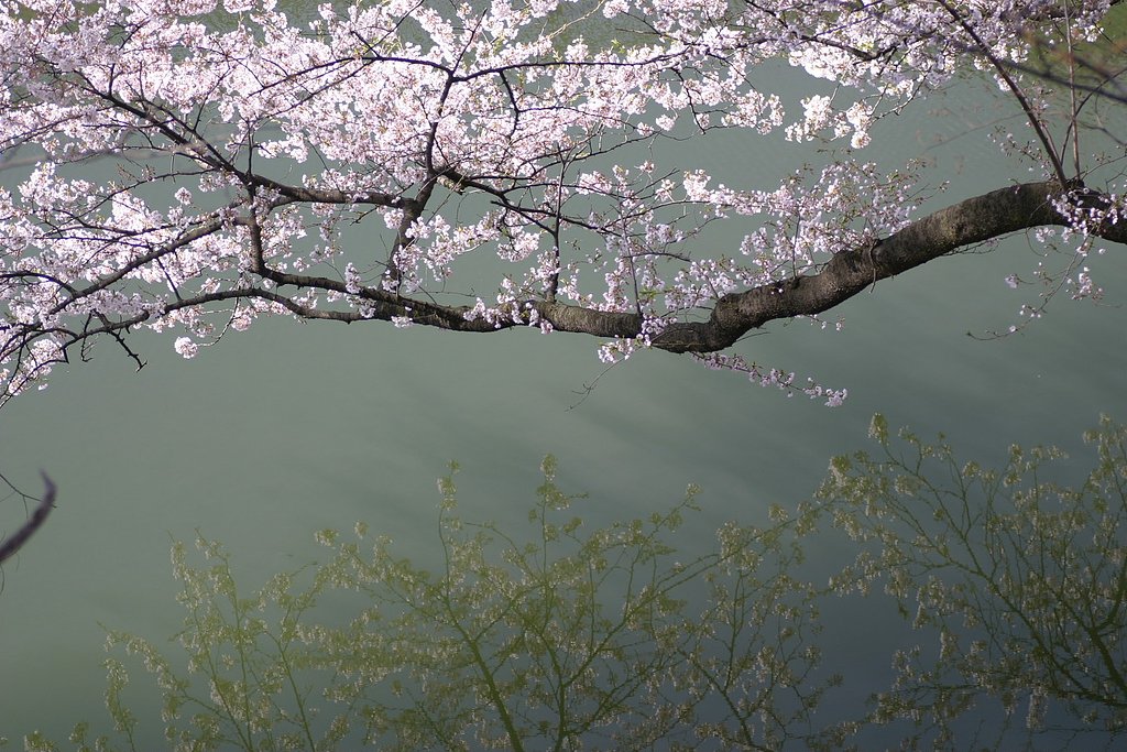 桜光る