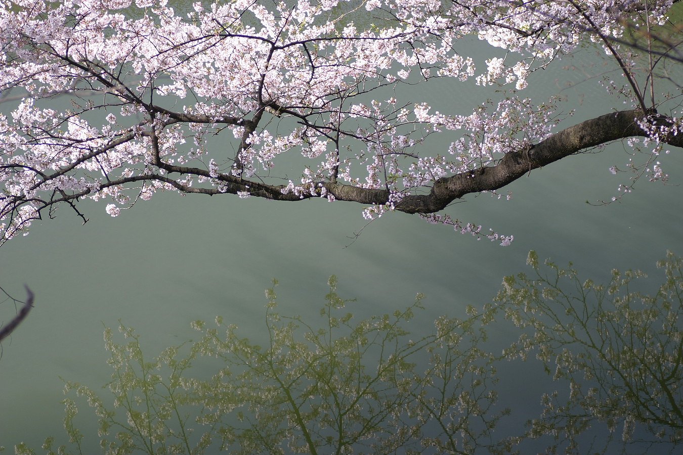 桜光る