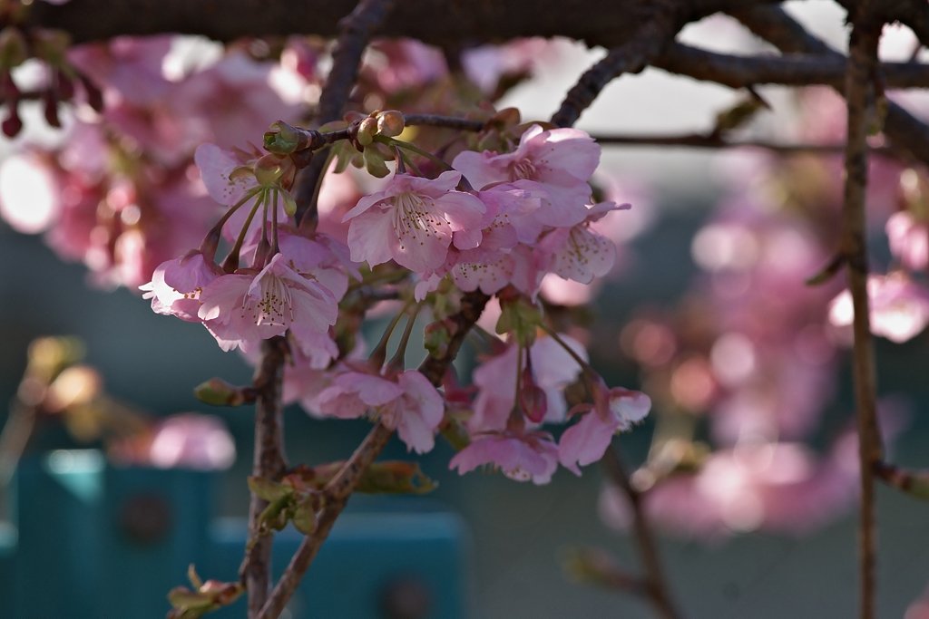 河津桜