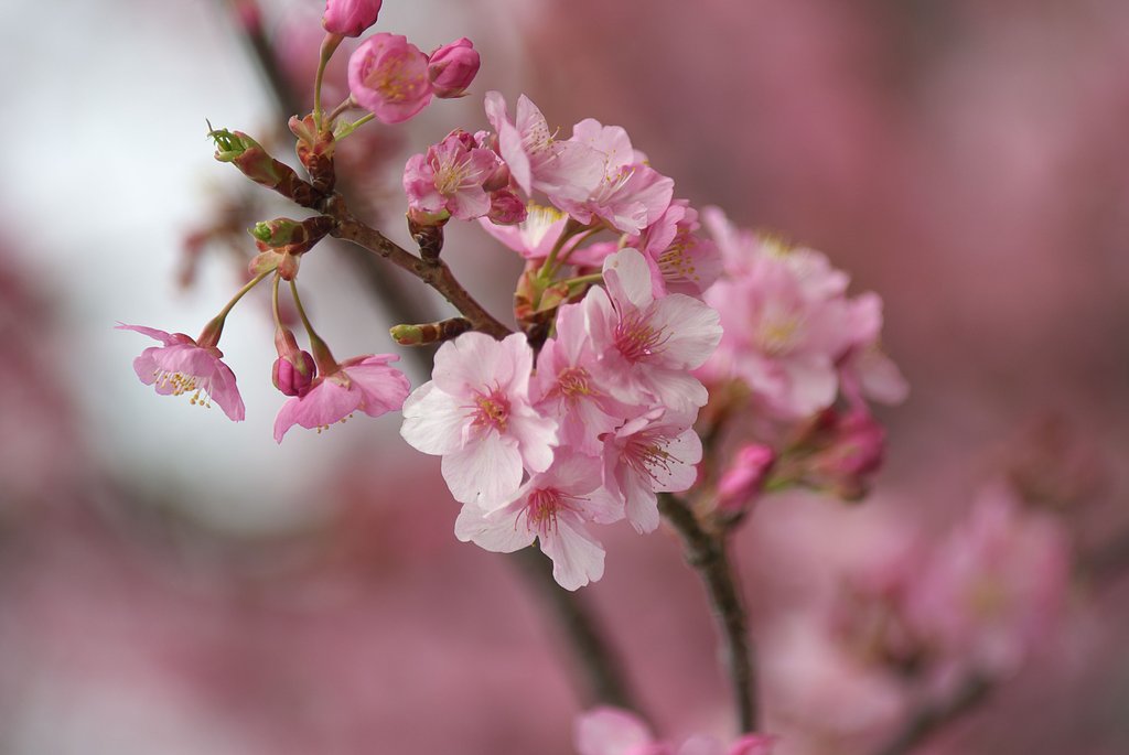 満開　河津桜