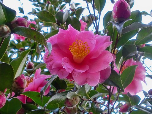 大型の花の八重椿？