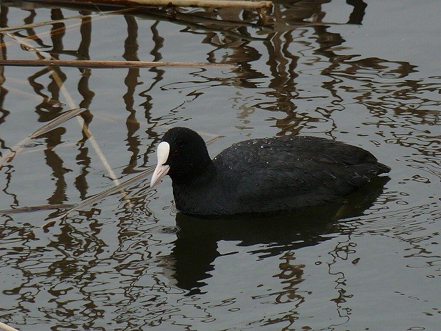 この水鳥の名は？