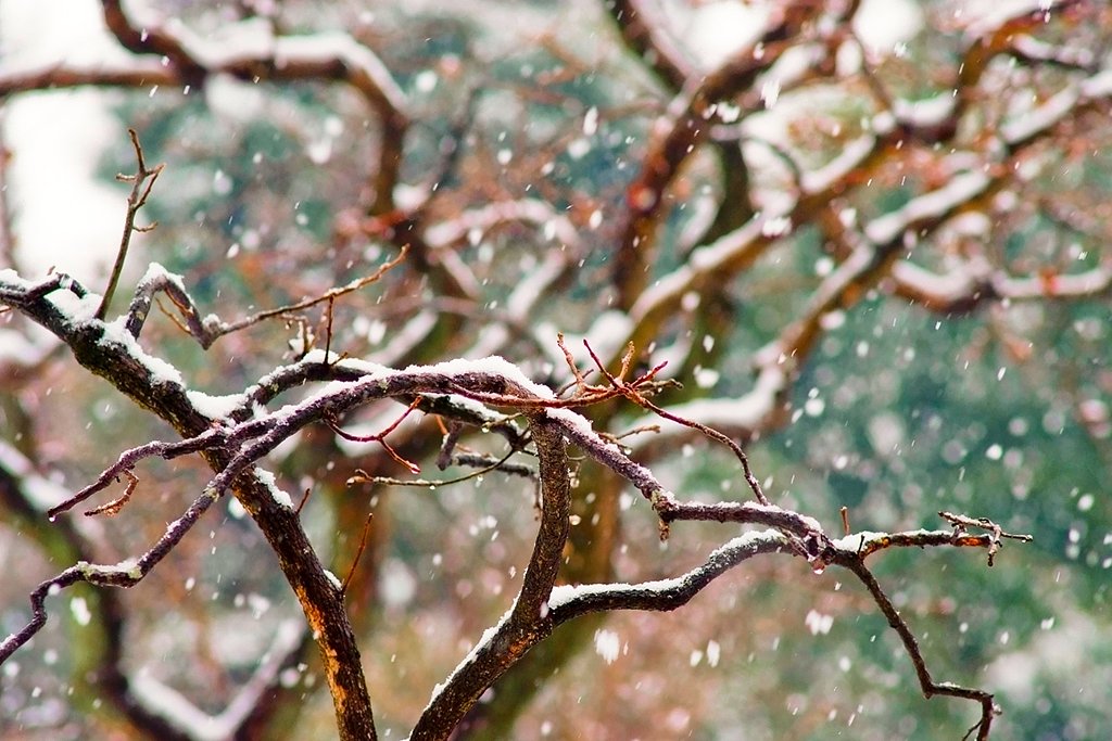 「トキメキの色」雪が降る