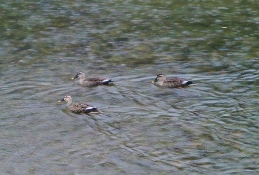村の小川(長谷川)のカルガモさん