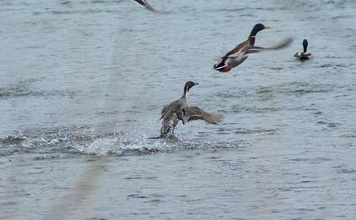 オナガガモ、水面から飛び上がった瞬間！