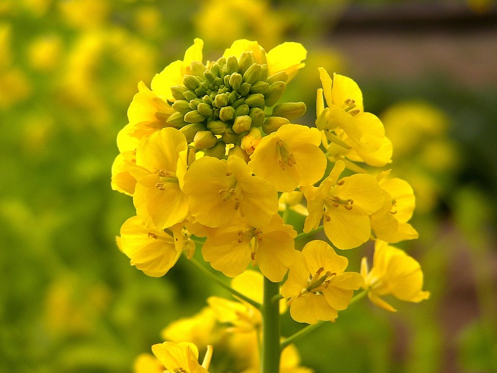 菜の花